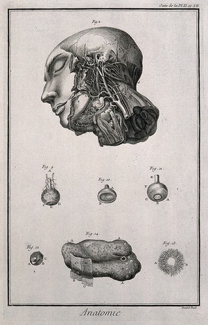 view The arteries of the head after Haller; the eye, after Ruysch; the tongue after Heister. Engraving by Benard, late 18th century.