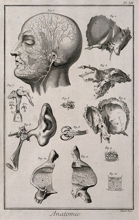 The ear and the temple after Duverney, Valsalva and Ruysch. Engraving by Benard, late 18th century.