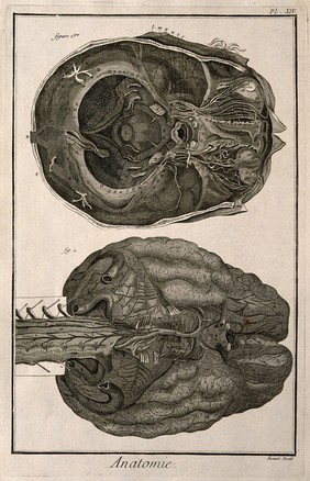 The brain, after Haller and Ridley. Engraving by Benard, late 18th century.