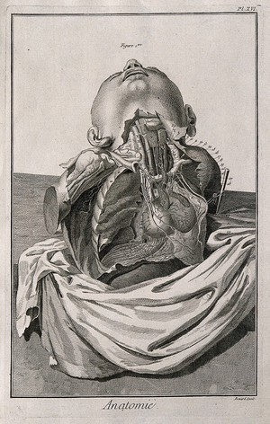 view The arteries of the thorax, after Haller. Engraving by Benard, late 18th century.