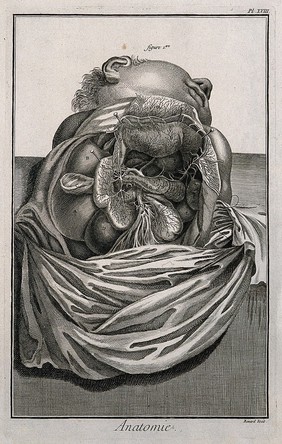 The viscera, after Haller, showing the lobes of the liver, the stomach, the kidneys, the spleen, etc. Engraving by Benard, late 18th century.