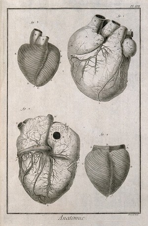 view The heart and its muscle fibres, after Senac. Engraving by Benard, late 18th century.