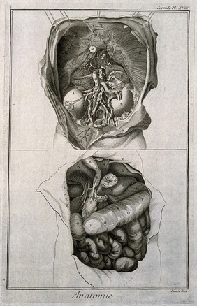 The anatomy of the abdomen, showing the kidneys, the intestines, etc., after Haller. Engraving by Benard, late 18th century.