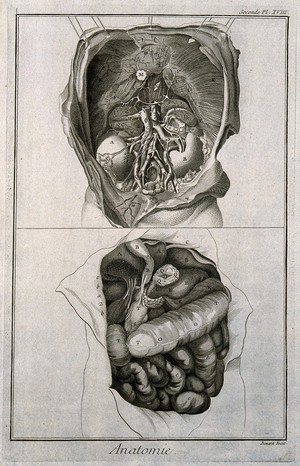 view The anatomy of the abdomen, showing the kidneys, the intestines, etc., after Haller. Engraving by Benard, late 18th century.