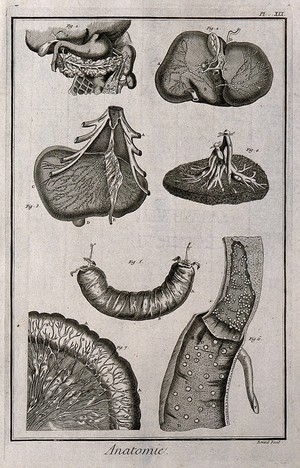 view Pancreas, liver, spleen without its membranes, intestines, lacteals etc. after Kulm, Reverholt, Bidloo, Ruysch, Peyer and Heister. Engraving by Benard, late 18th century.