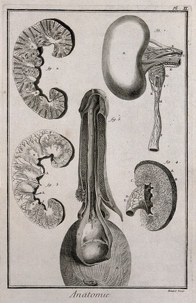 The kidney (figs 1-4), bladder and penis (fig. 5) after Nuck, Bertin and Duverney. Engraving by Benard, late 18th century.