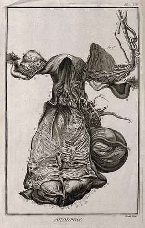 view The female generative organs, after Haller. Engraving by Benard, late 18th century.