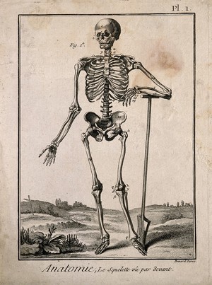 view A human skeleton, seen from the front, resting the bones of his left forearm on a spade handle, after Vesalius. Engraving by Benard, 1779, after a woodcut, 1543.