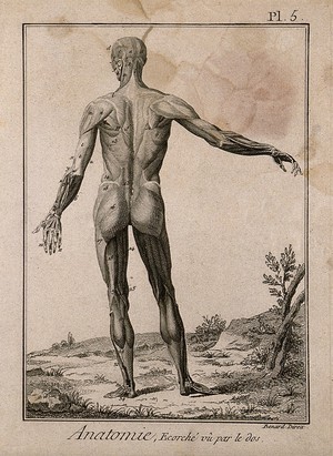 view The muscles of the human body, first layer, seen from the back, after Albinus. Engraving by Benard, 1779, after an engraving, 1747.