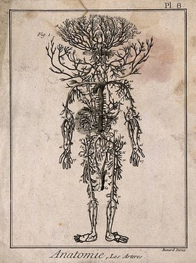 Human arterial system. Engraving by Benard, 1779, after engraving by M. Vandergucht after W. Cowper, for Drake, 1707.