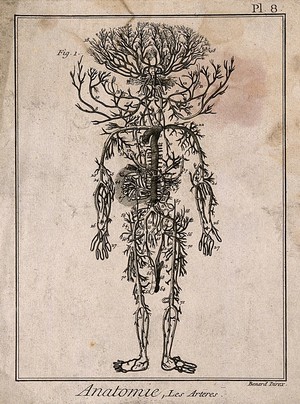 view Human arterial system. Engraving by Benard, 1779, after engraving by M. Vandergucht after W. Cowper, for Drake, 1707.