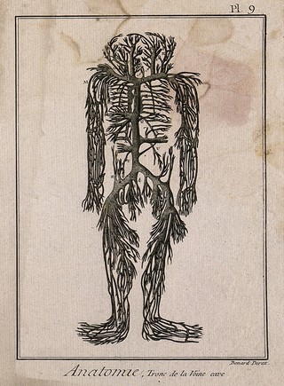 The trunks of the vena cava, with their branches, engraving by Benard, 1779, after an engraving by M. Vandergucht after W. Cowper, 1702, after a preparation by G. Leoni, c. 1645.