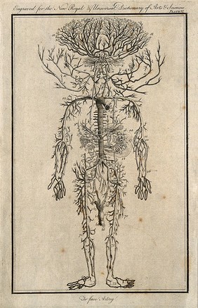 Human arterial system. Engraving, 1769, after engraving by M. Vandergucht after W. Cowper, for Drake, 1707.