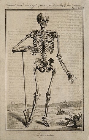 view A human skeleton, seen from the front, resting the bones of his left forearm on a spade handle, after Vesalius. Engraving 1769, after Prevost, 1762, after a woodcut, 1543.