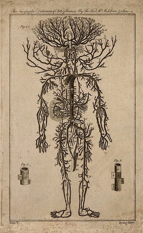 Human arterial system (fig. 1); tracheal artery (fig. 2); aorta (fig. 3). Engraving, 1778, after engraving by M. Vandergucht after W. Cowper, 1707.