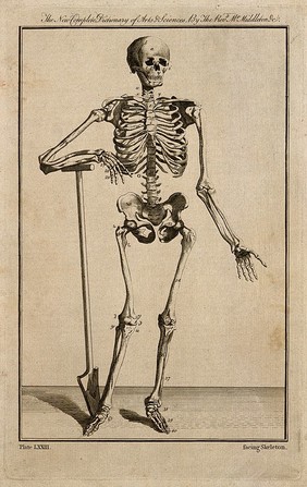 A human skeleton, seen from the front, resting the bones of his right forearm on a spade handle, after Vesalius. Engraving 1778, after an engraving by Prevost, 1762, after a woodcut, 1543.