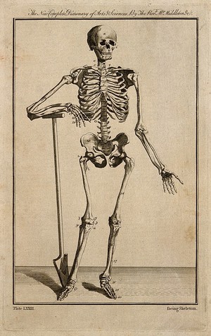 view A human skeleton, seen from the front, resting the bones of his right forearm on a spade handle, after Vesalius. Engraving 1778, after an engraving by Prevost, 1762, after a woodcut, 1543.