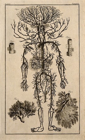 Human arterial system. Engraving, 18th century, after engraving by M. Vandergucht after W. Cowper, for Drake, 1707.