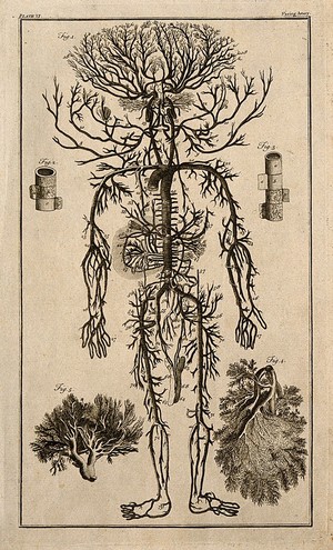 view Human arterial system. Engraving, 18th century, after engraving by M. Vandergucht after W. Cowper, for Drake, 1707.