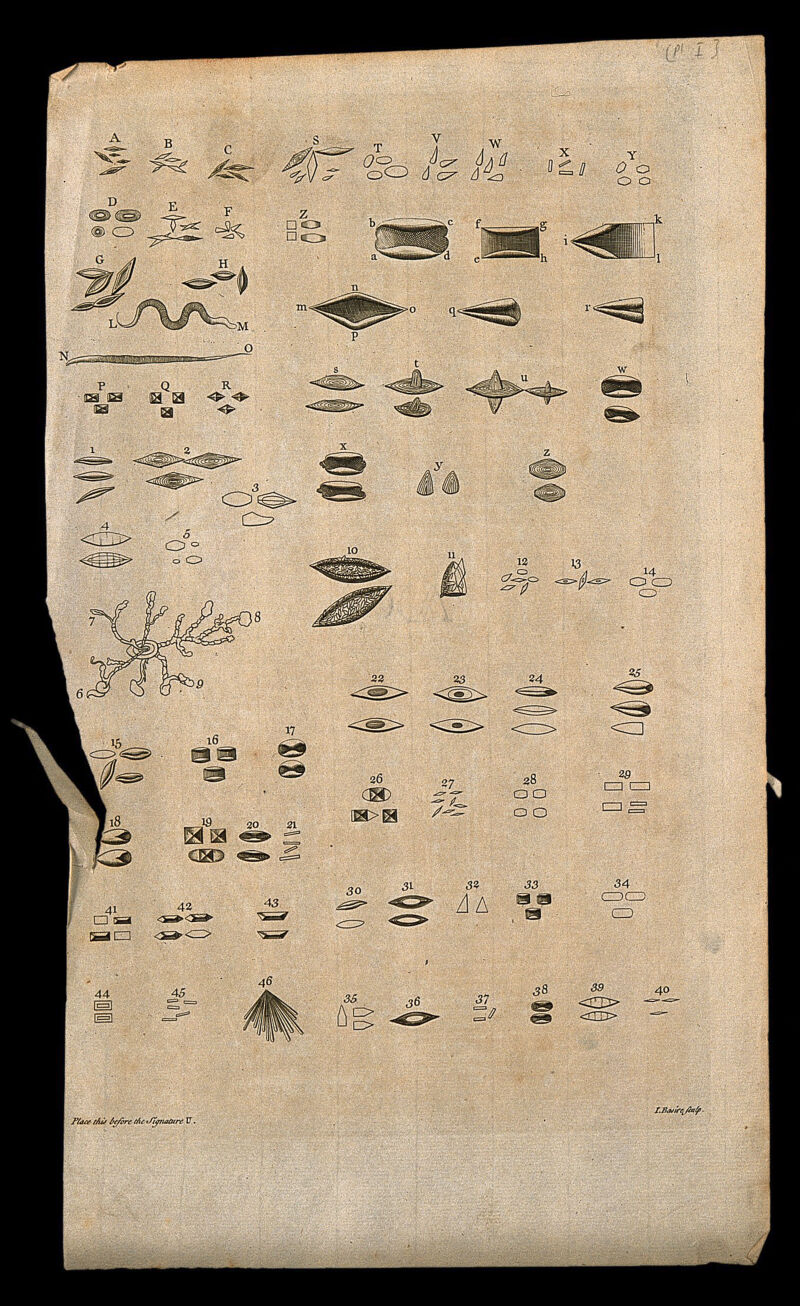 Particles and organisms found in vinegar and wine, as viewed under a microscope. Etching by I. Basire, 1743., [1743], by Isaac Basire