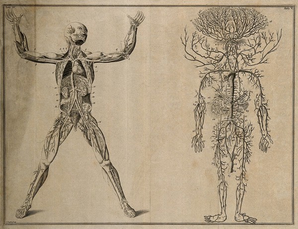 The course of the veins and the arteries through the body (Table IV), after Eustachius; the arterial system (Table V), after Cowper in Drake. Etching by I. Basire, 1743.