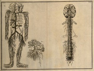 view The trunks of the vena cava, with their branches(Table VI, fig. 1); the trunks of the vena porta (Table VI, fig. 2), both after an engraving by M. Vandergucht after W. Cowper, 1702, after a preparation by G. Leoni, c. 1645; the brain, nerves and spine, after Eustachius, by 1552 (Table VII) Etching by I. Basire, 1743.