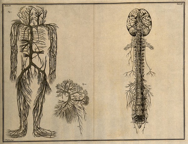 The trunks of the vena cava, with their branches(Table VI, fig. 1); the trunks of the vena porta (Table VI, fig. 2), both after an engraving by M. Vandergucht after W. Cowper, 1702, after a preparation by G. Leoni, c. 1645; the brain, nerves and spine, after Eustachius, by 1552 (Table VII) Etching by I. Basire, 1743.