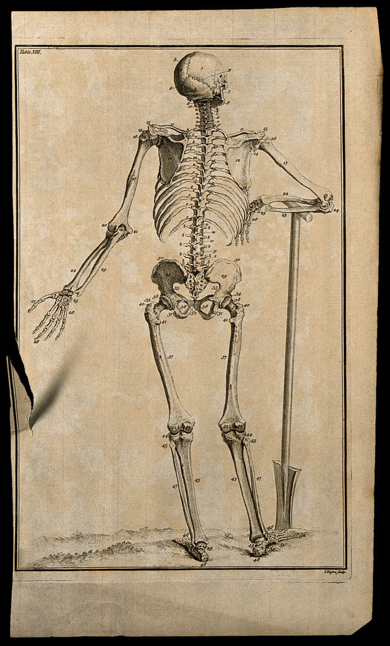 A human skeleton, seen from the back, resting the bones of its right forearm on a spade handle, after Vesalius. Etching by I. Basire, 1743., [1743], by Isaac Basire