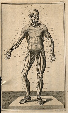 The muscles of the human body, seen from the front, after Eustachius. Etching by G. Bickham, 1743, after himself, after an engraving, c. 1552.