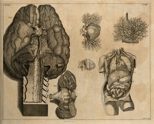 view The base of the brain with part of the medulla oblongata, the blood vessels injected with wax, and the cerebellum (Table XII, figs 1-2), after Cowper in Ridley (1695); the foetal heart, the larynx and the viscera (Table XIII), after an etching by G. Vandergucht in Cheselden (1740) Etching by I. Basire, 1743.