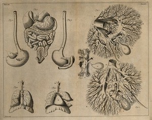 view The viscera (Table XIV), after Eustachius; the blood vessels of the liver (Table XV), after Glisson. Etching by I. Basire, 1743.