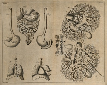 The viscera (Table XIV), after Eustachius; the blood vessels of the liver (Table XV), after Glisson. Etching by I. Basire, 1743.