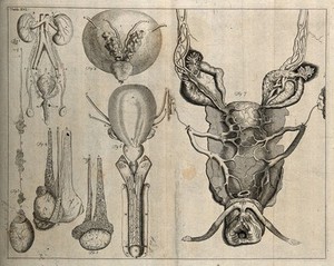 view The genito-urinary system, after Eustachius, Cheselden, and De Graaf. Etching, 1743.