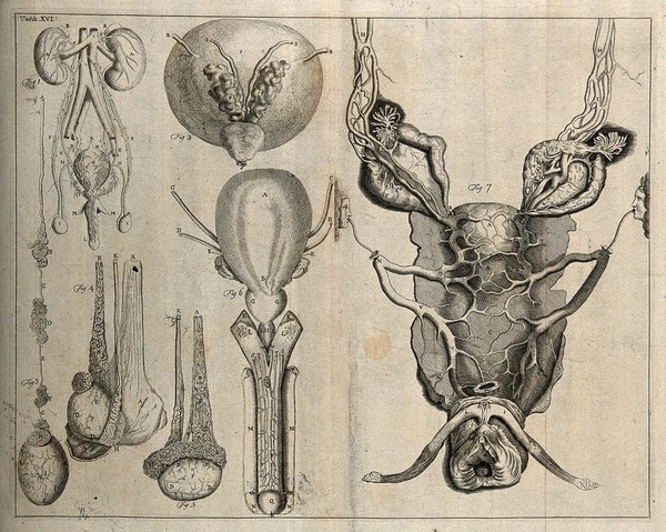 The genito-urinary system, after Eustachius, Cheselden, and De Graaf. Etching, 1743.