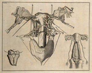 view The uterus, after Swammerdam, De Graaf and Cheselden. Etching, 1743.