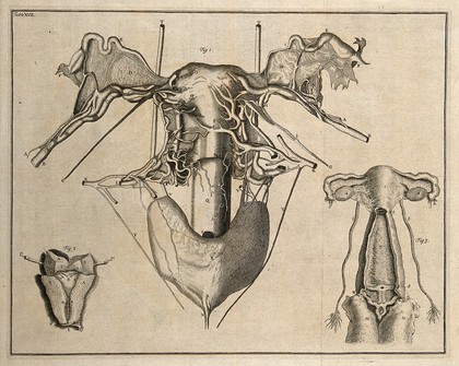 The uterus, after Swammerdam, De Graaf and Cheselden. Etching, 1743.