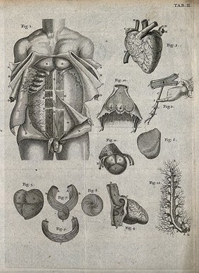 The muscles of the abdomen; the heart, its muscles and the circulation of the blood. Engraving, 18th century.