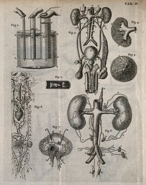 view Lymphatic, genitourinary and nervous systems. Engraving, 18th century.