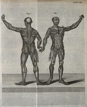 view Two musclemen, viewed from the front and from the back. Engraving, 18th century.