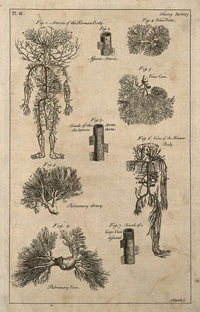Arteries and veins, illustrating an article entitled "Artery" in an encyclopedia. Engraving by J. Mynde, 18th century.