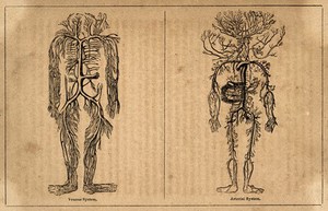 view The human venous and arterial systems. Engraving, after engravings by M. Vandergucht after W. Cowper of 1702 and 1707.