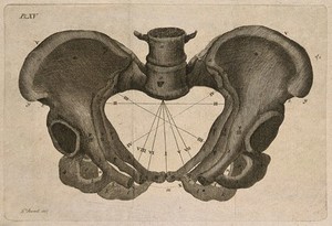 view The bones of the pelvis. Engraving by G. Bartoli.