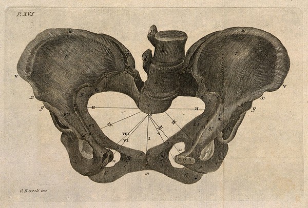 The bones of the pelvis. Engraving by G. Bartoli.