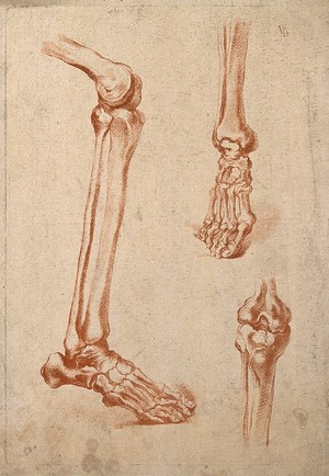 view Bones of the lower leg and of the foot and the knee joint. Crayon manner print attributed to G. Smith, 18th century.