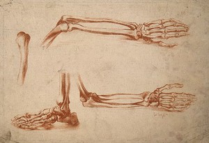 view Bones of the foot, forearm, and hand. Crayon manner print by G. Smith, 18th century.