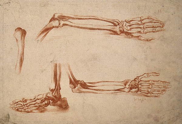 Bones of the foot, forearm, and hand. Crayon manner print by G. Smith, 18th century.