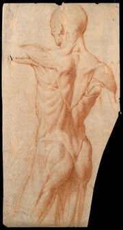 An écorché seen from the back. Red-chalk drawing, 17th century.