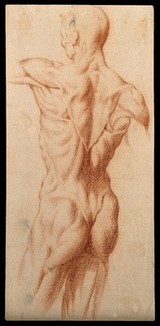 An écorché seen from the back. Red-chalk drawing, 17th century.