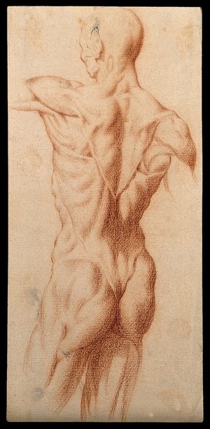 view An écorché seen from the back. Red-chalk drawing, 17th century.