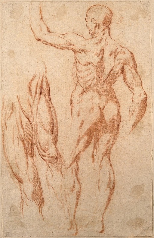 Écorché with raised left arm
